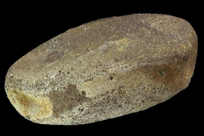 Hadrosaur Foot Bone - Alberta (Disposition #-) #100532